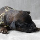 Rüde